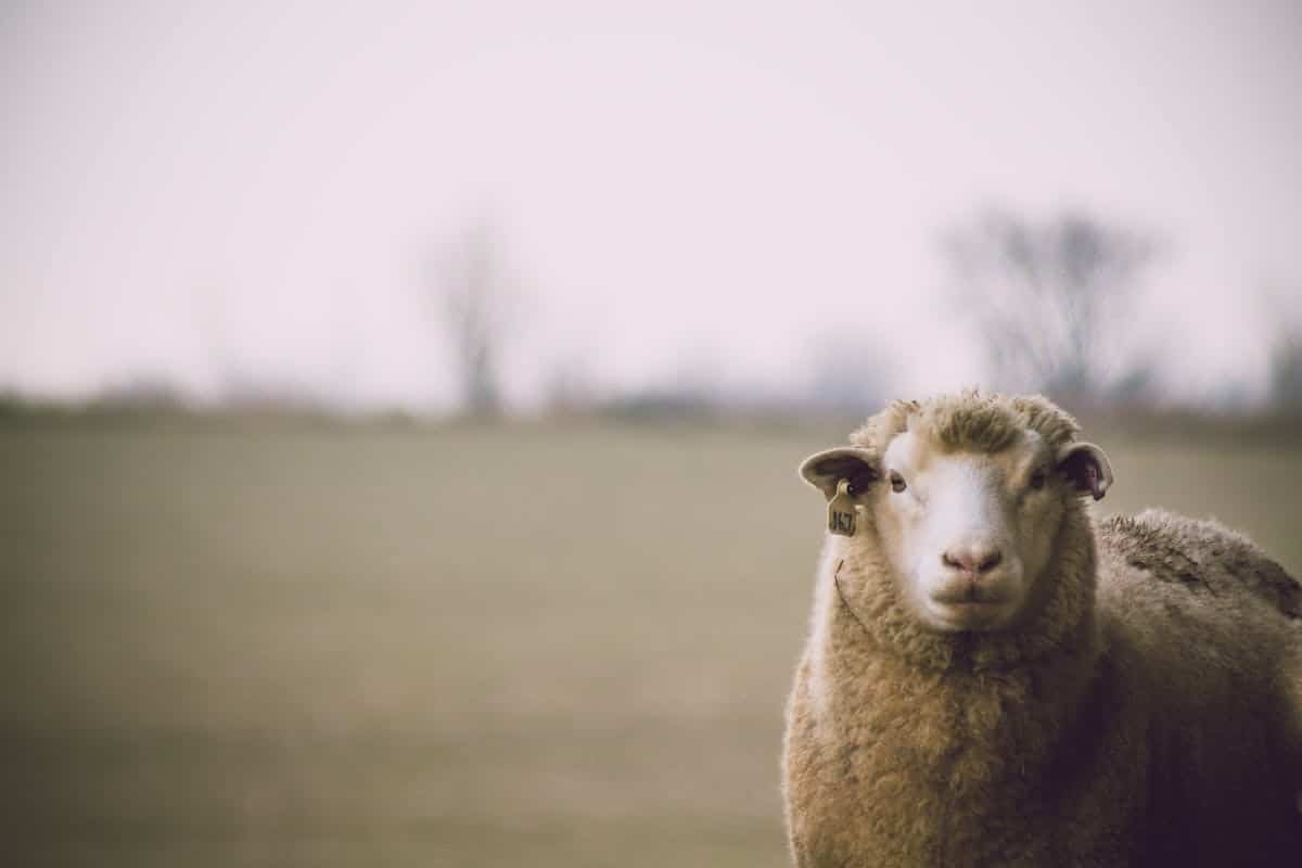 Découvrez les races de moutons à la laine naturellement en mouvement