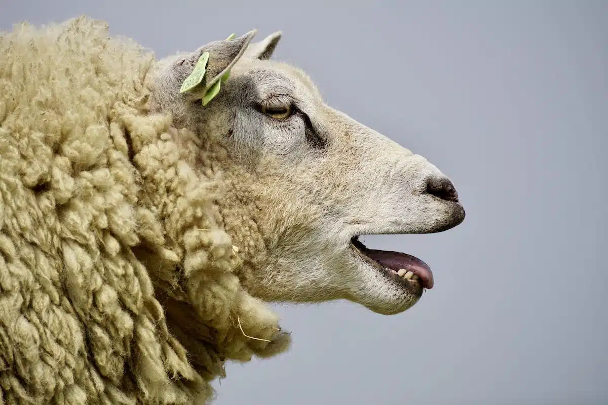 moutons laine